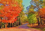 Fall Foliage French Camp Mississippi