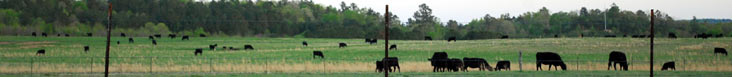cattle.jpg