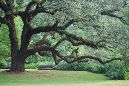 Picnic Under the Oaks