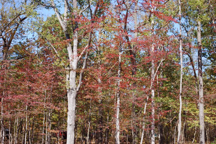 Meriwether Lewis