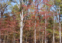 Pix 3 - Meriwether Lewis