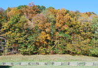 Pix 3 - Burns Branch