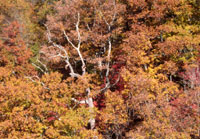 Pix 7 - Birdsong Hollow