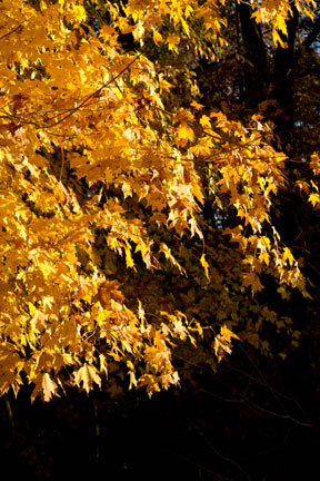 Pix 6 - Old Trace