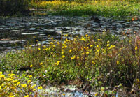 Pix 5 - Cypress Swamp