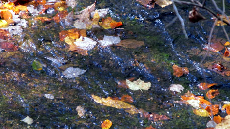 Pix 6 - Fall Hollow