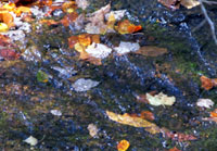 Pix 6 - Fall Hollow