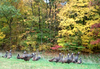 Pix 7 - Turkeys near Northern Terminus