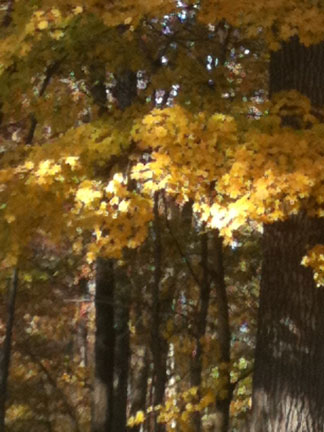 Pix 7 - Bear Creek 1