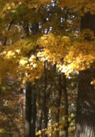 Pix 7 - Bear Creek 1