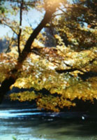 Pix 8 - Bear Creek 2