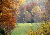 Pix 3 - Deer in Meadow