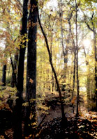 Pix 3 - Sunken Trace