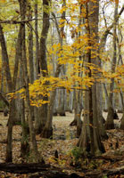 Pix 3 - Cypress Swamp
