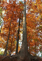 Pix 5 - Sunken Trace