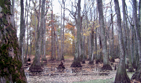 Pix 4 - Cypress Swamp