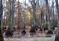 Pix 4 - Cypress Swamp