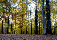 Pix 4 - Sunken Trace
