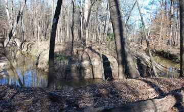 Myrick Creek is a favorite habitat for beavers.