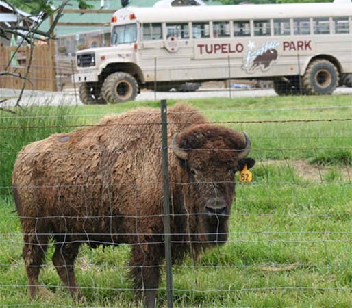 Tupelo Buffalo Park and Zoo - Tupelo, Mississippi