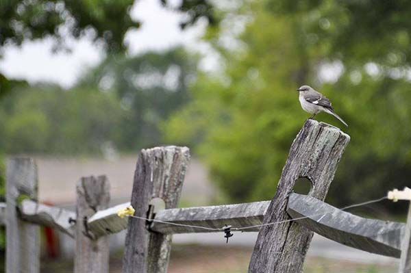 Junior Ranger Program - Beak Knows Best - Tupelo, Mississippi