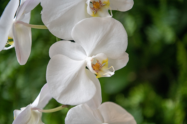 Orchids in the Mansion - Cheekwood