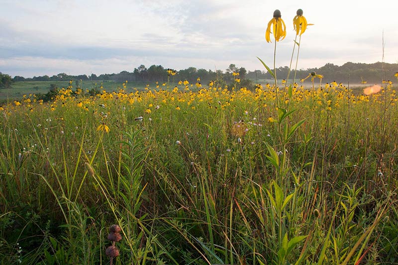 Read with a Ranger - The Prairie that Nature Built - Tupelo, Mississippi