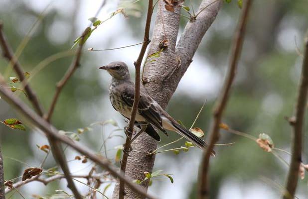 Spring Bird Walk - Tupelo, Mississippi