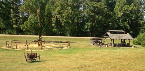 French Camp Sorghum