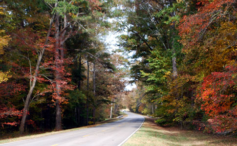 Tunnel of Trees near milepost 338 - Natchez Trace Fall Foliage
