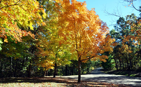 Jeff Busby Park - Natchez Trace Fall Foliage