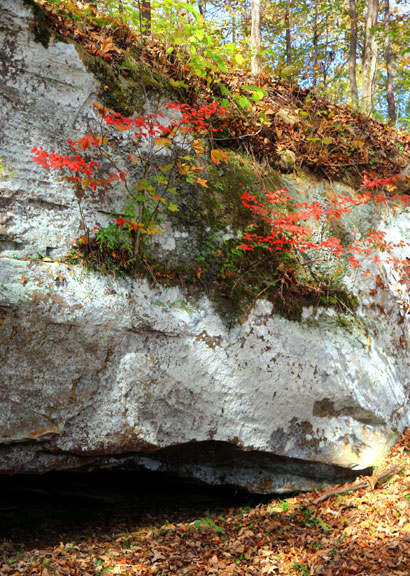 Cave Spring - Mississippi Fall Foliage