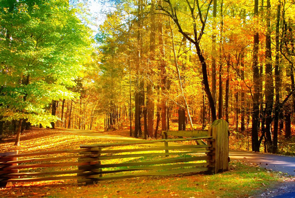 Jeff Busby Park - Mississippi Fall Foliage