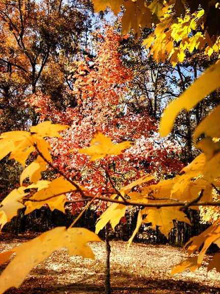 Jeff Busby Park - Mississippi Fall Foliage