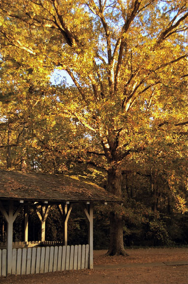 Parkway Information Cabin at Ridgeland - Mississippi Fall Foliage