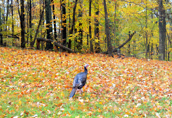 Turkey - Tennessee Fall Foliage