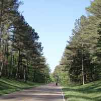 Mississippi - Towering pines shade the parkway at milepost 210.