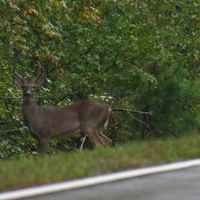 Deer are plentiful and often seen along the parkway.
