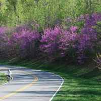Natchez Trace Parkway: Nashville - Franklin | Biking thru the blooming redbuds.