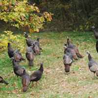 Natchez Trace Parkway: Nashville - Franklin | A flock of turkeys near the northern terminus.