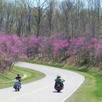 Tennessee - Motorcycles and Redbuds.