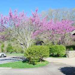 Just a few of the many redbud trees along this area of the Trace.