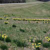 Field of daffodills blooming just south of the TN Hwy 7 intersection.