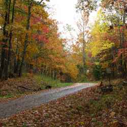 Fall foliage on Old Trace Drive.