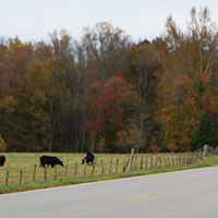 Cattle grazing next to the parkway near Collinwood, TN.