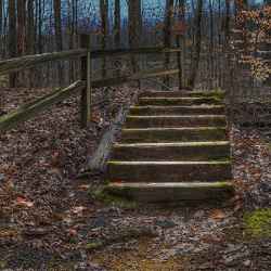 Steps on Sweetwater Branch Trail - Natchez Trace Parkway