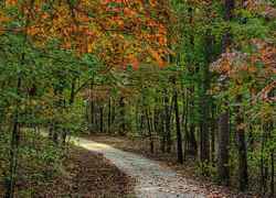 View of the trail heading towards Freedom Hills Overlook.
