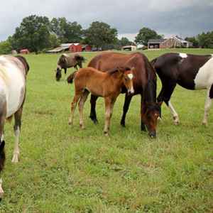 Horses Grazing at Farmhouse Sanctuary Bed and Breakfast - Florence, Alabama