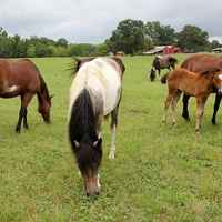 Horses grazing in the pasture.