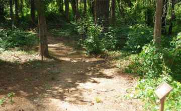 A self-guiding trail leads through a mixed hardwood-pine forest.